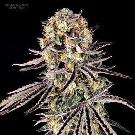 Hindu Z Valley > Phenomenom Genetics